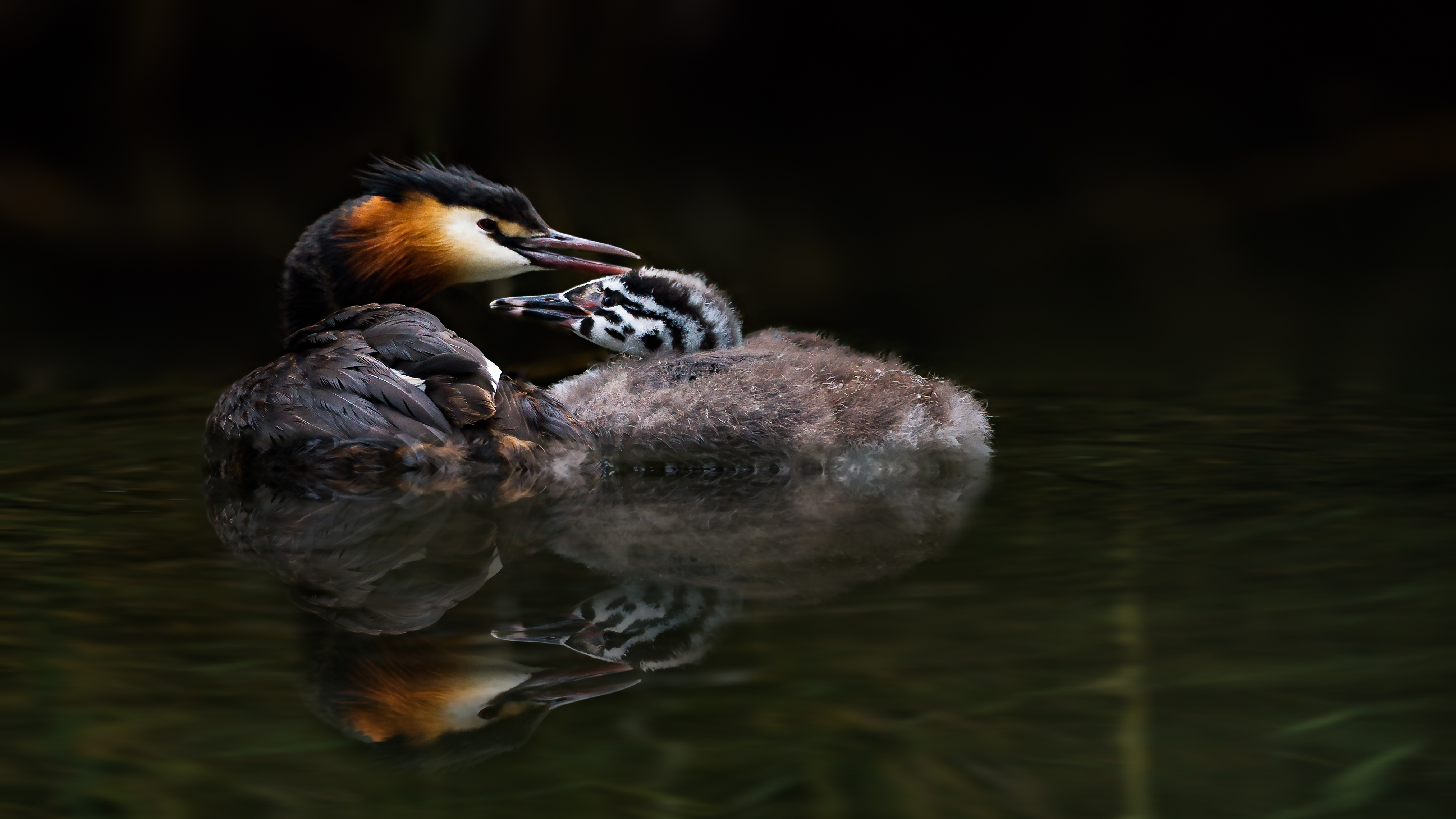 Grebe (19)